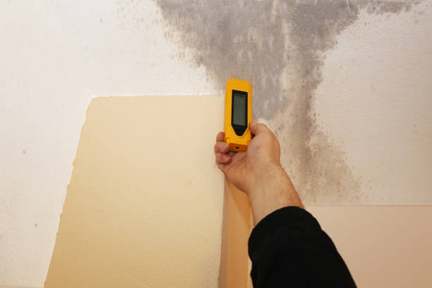 Best Environmental Consulting for Mold Prevention  in Butte, MT
