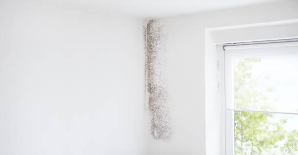 Best Mold-Related Health Consultation  in Butte, MT