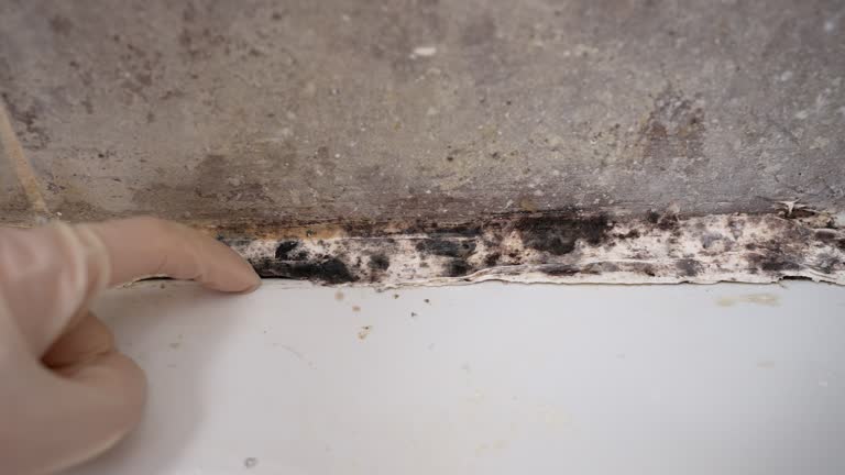 Best Commercial Mold Inspection  in Butte, MT