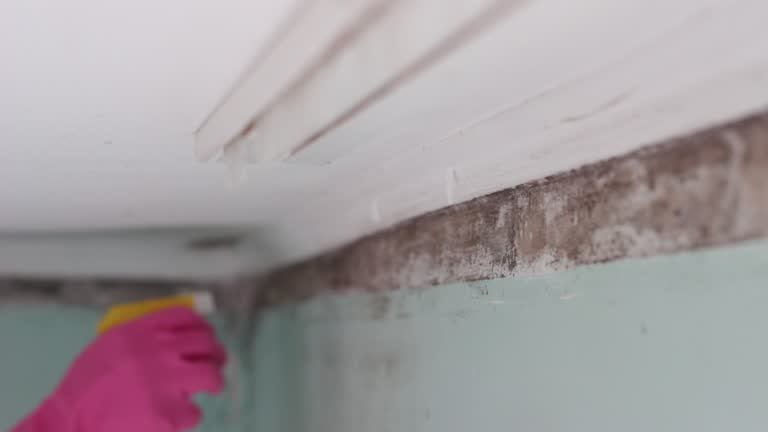  Butte, MT Mold Removal Pros